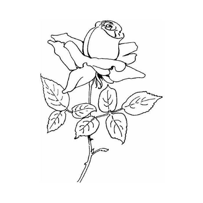 tranh tô màu hoa hồng 35